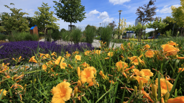 Pomarańczowe liliowce i niebieska lawenda w parku "Greckie klimaty"