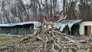 Na zdjęciu: połamane drzewa le za na dachu budynków schroniska dla zwierząt