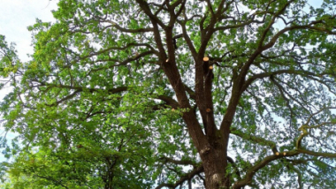 Na zdjęciu: korona drzewa - pomnika przy przyrody po cięciu sanitarnym