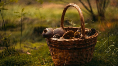 Zdjęcie przedstawia koszyk pełny leśnych grzybów.