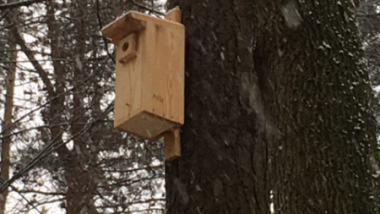 Na zdjęciu: budka dla ptaków wykonana z jasnego drewna, zawieszona na drzewie