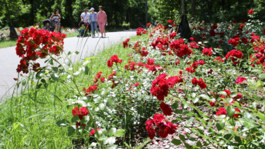 Krzewy czerwonych róż wzdłuż traktu spacerowego