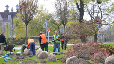 Na zdjęciu: pracownicy sadzą drzewa