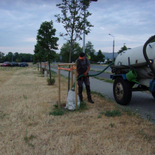 Toruń dba o zieleń w czasie suszy