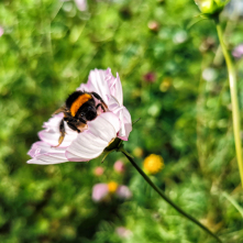 Pszczoła siedzi na bladoróżowym kwiatku