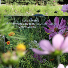 Tablica informująca, że łąka kwietna powstała w ramach budżetu obywatelskiego, usytuowana pomiędzy kwiatami