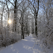Zimowy Park Miejski, drzewa i krzewy osypane śniegiem