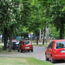 Kwitnące kasztanowce przy ul. Bydgoskiej, fot. Małgorzata Litwin