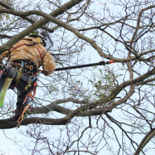 Pracownik firmy wysokościowej pracuje w koronie drzewa i wycina jemiołę