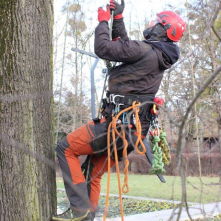 Pracownik firmy wysokościowej zaczyna wspinać się na drzewo