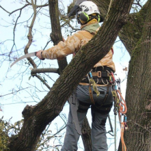 Pracownik firmy wysokościowej pracuje w kornie drzewa, gdzie wycina jemiołę