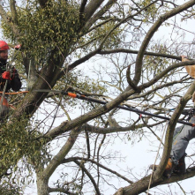 Pracownicy firmy wysokościowej wycinają jemiołę z gałęzi