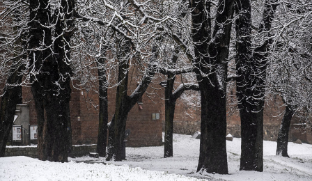 Średniowieczne mury starówki w Toruniu w śnieżnej scenerii, fot. Wojtek Szabelski