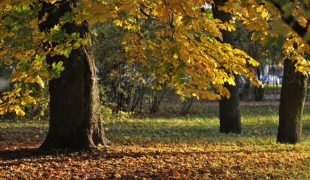 Kasztanowce w Ogrodzie Muzyków jesienią, fot. Małgorzata Litwin
